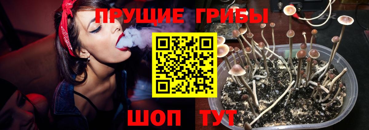 Мончегорск  Псилоцибиновые грибы прущие грибы  Вход с VPN  Псилоцибиновые грибы мицелий 